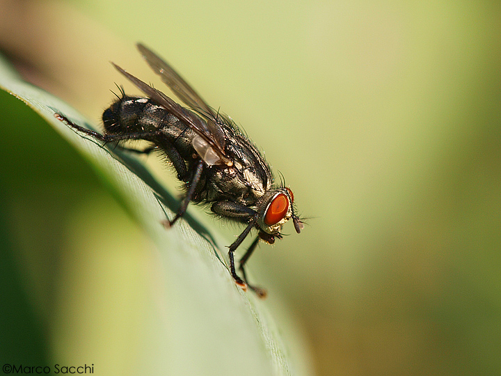Sarcophaga sp. (Sarcophagidae)